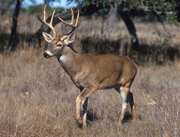 Image - Red deer